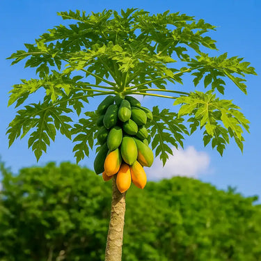 Mexican Papaya Tree – Large Tropical Fruit